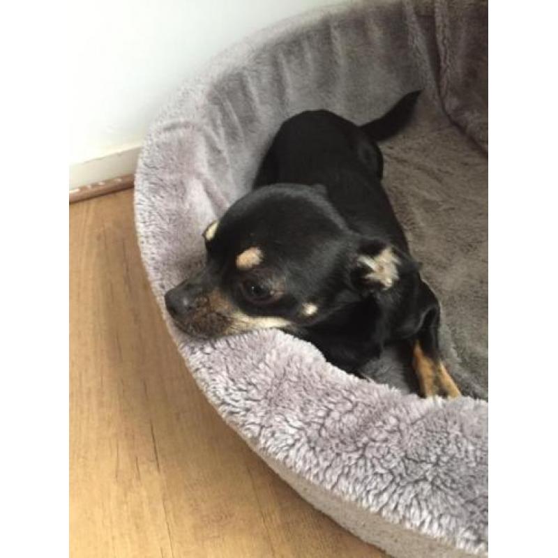 Chihuahua teefje
