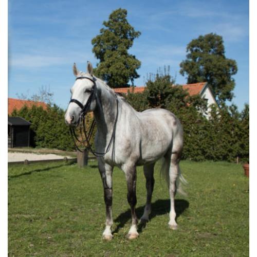10 jarige ruin, Z1