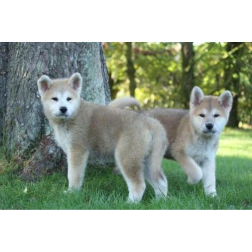 akita inu pups