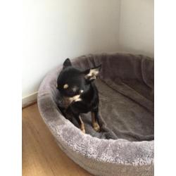 Chihuahua teefje