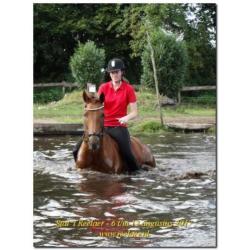 8 jr merrie. V. Zizi Top X Belisar. Drachtig Daily Daimond