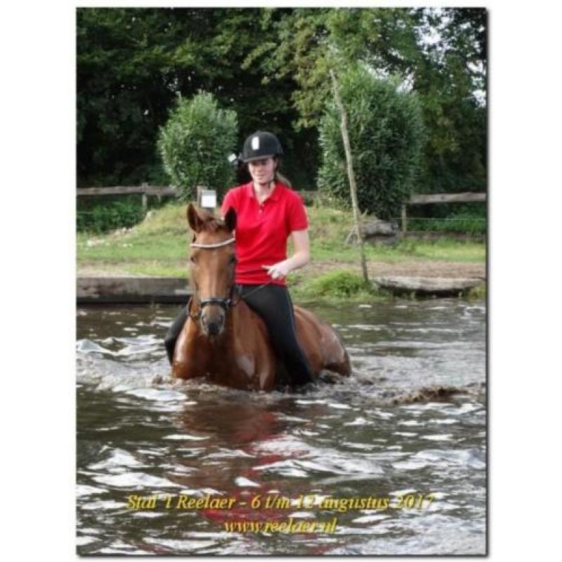8 jr merrie. V. Zizi Top X Belisar. Drachtig Daily Daimond