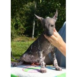 Te koop: Xoloitzcuintle Mexicaanse naakthond puppy's