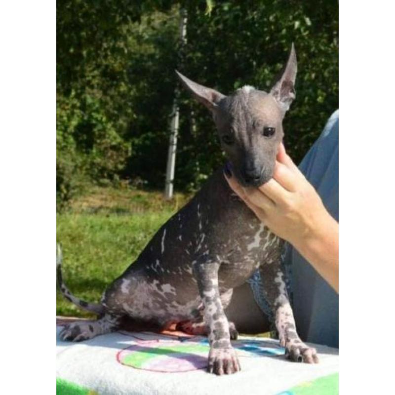 Te koop: Xoloitzcuintle Mexicaanse naakthond puppy's