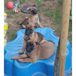 Leuke vrije, ondeugende Mechelse herder pups!!