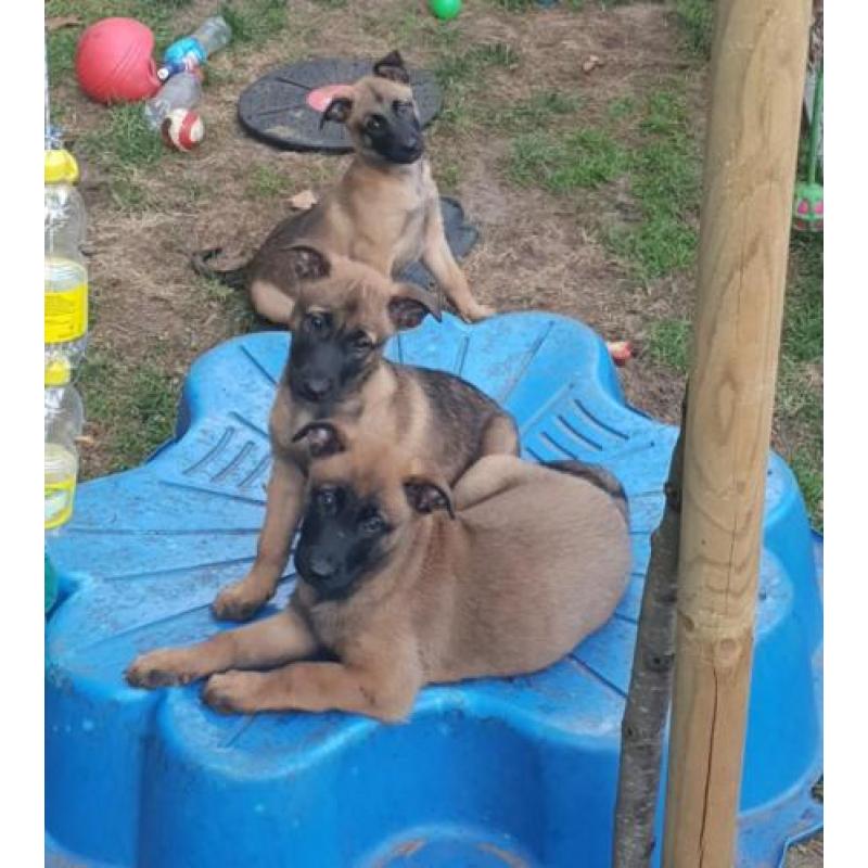 Leuke vrije, ondeugende Mechelse herder pups!!