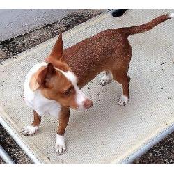 ACE Meraki, podenco-vrouwtje zoekt baasje om mee te wandelen