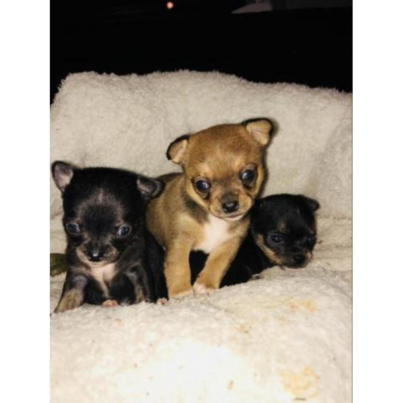 Chihuahua pup