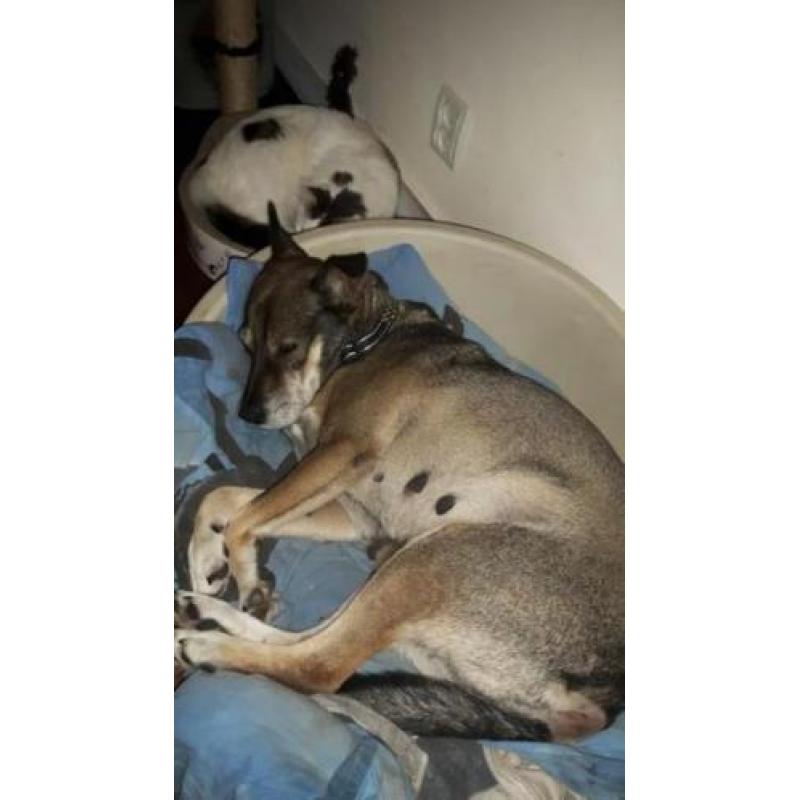Noushka (9jr) zou graag verhuizen