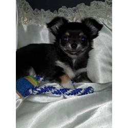 Chihuahua pup kijk snel ik mag weg