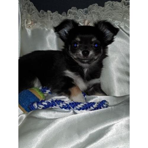 Chihuahua pup kijk snel ik mag weg