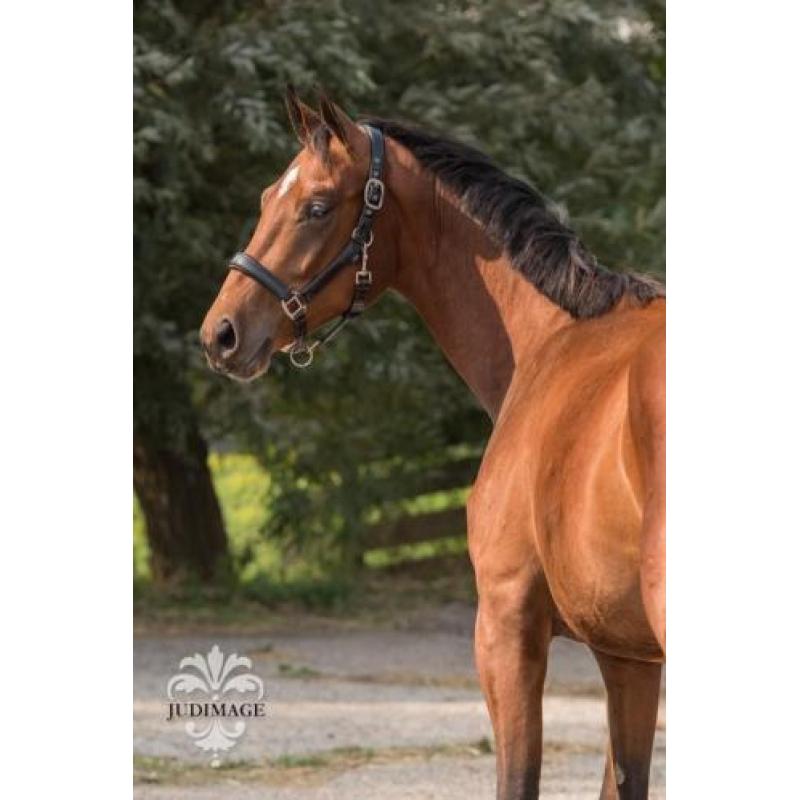 Super mooie dressuur ruin te koop!!