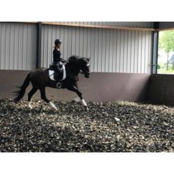 barokke P.R.E andalusier Hengst