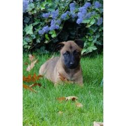 Leuke vrije, ondeugende Mechelse herder pups!!