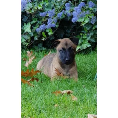 Leuke vrije, ondeugende Mechelse herder pups!!