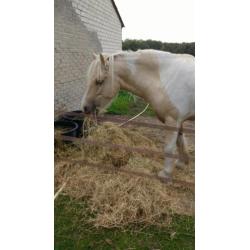 Irish cob / tinker palomino te koop
