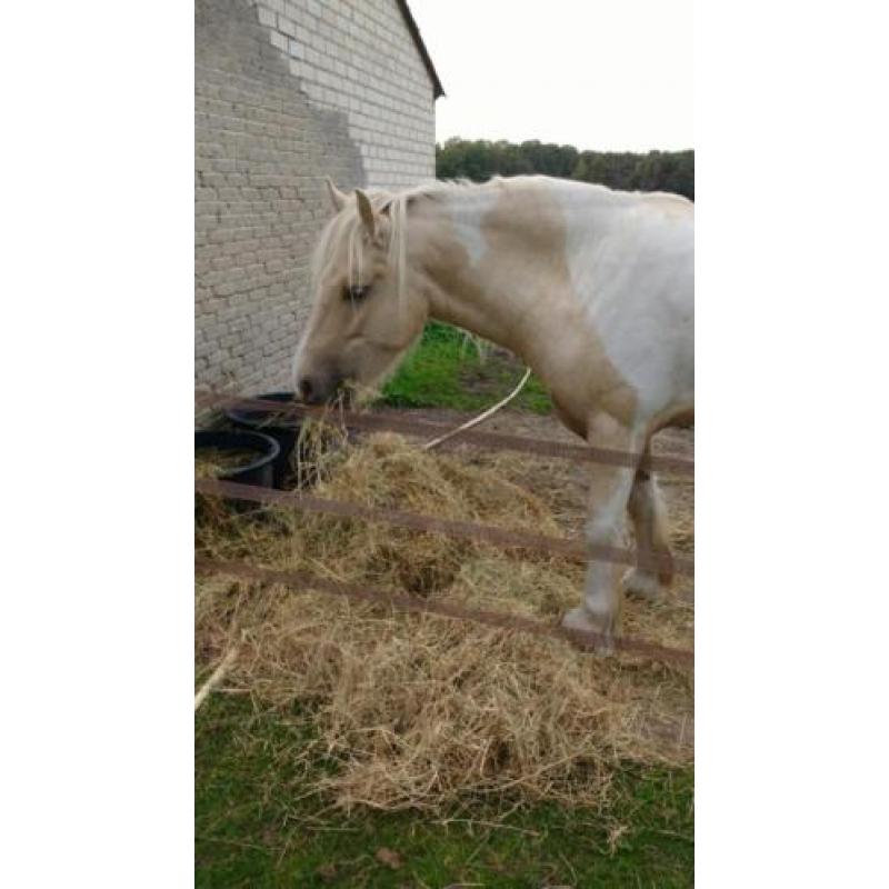 Irish cob / tinker palomino te koop