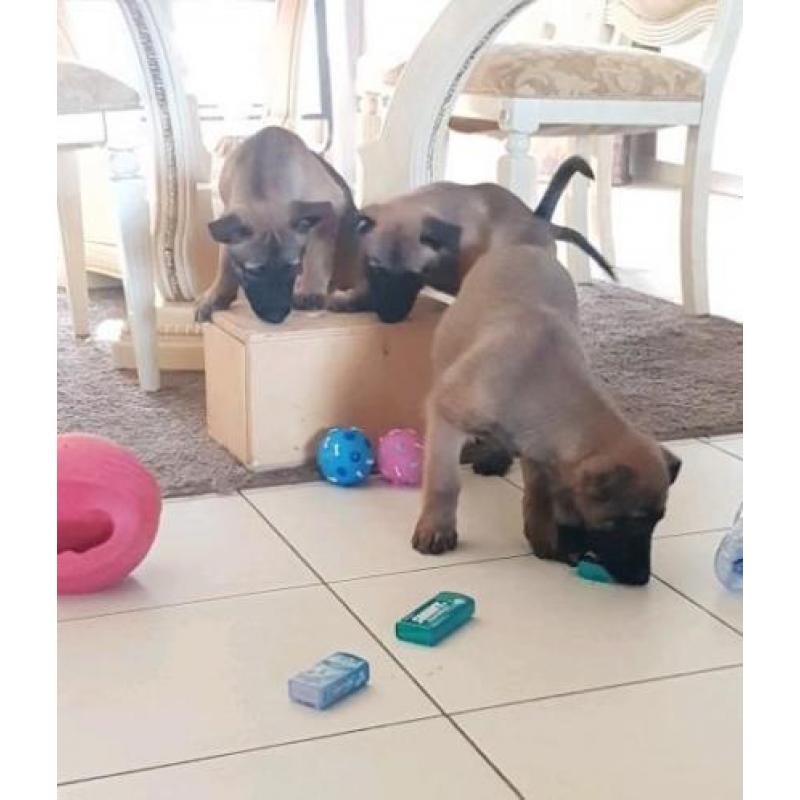 Leuke vrije, ondeugende Mechelse herder pups!!