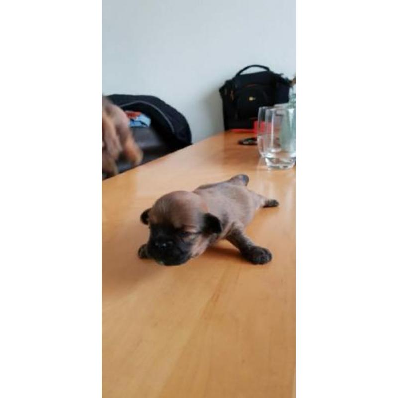 Lhasa Apso pups geboren 22 september 2018