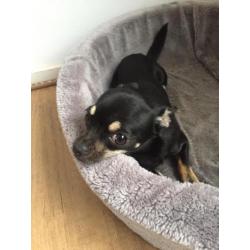 Chihuahua teefje